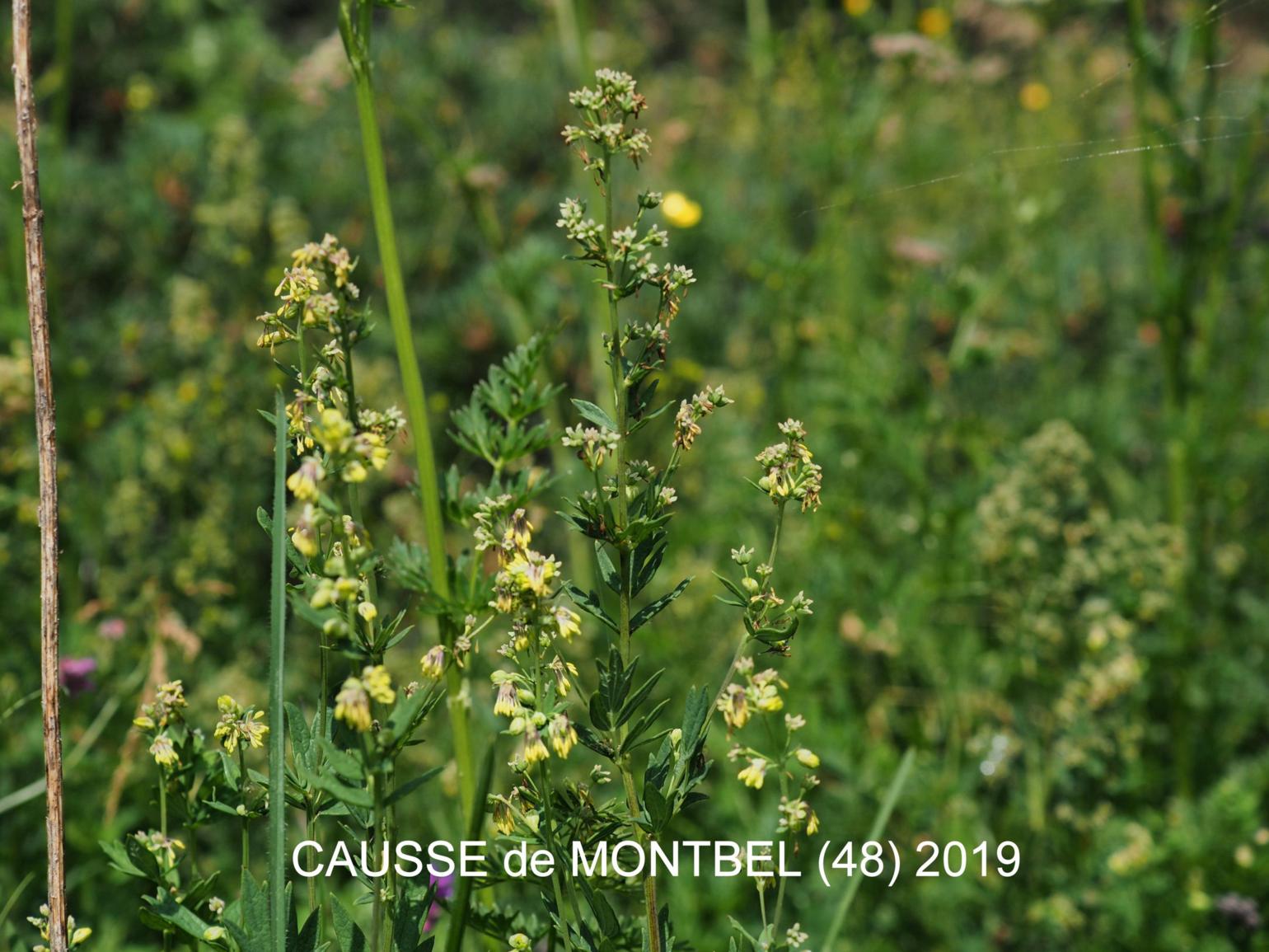 Meadow Rue, Small